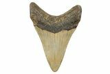 Fossil Megalodon Tooth - North Carolina #236812-1